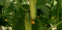 ʻƹ